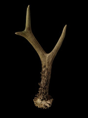 ¿Puede tomarse Viagra durante el embarazo y causar defectos de nacimiento?